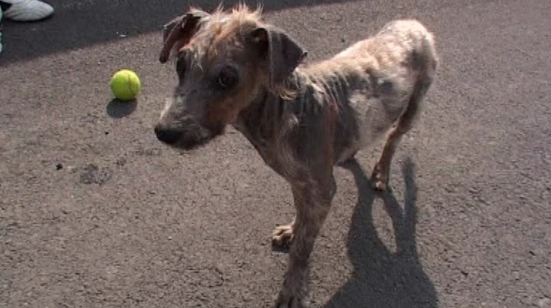 N_bodor-tyrany_pes_navratka_12150