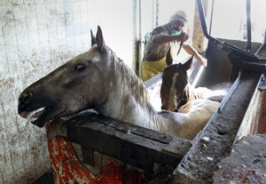 HORSE_SLAUGHTER_14_JL