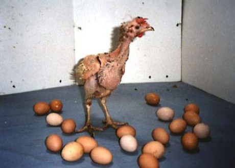 chicken20